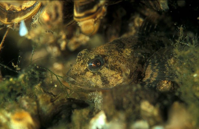 De rivierdonderpad verstopt zich overdag