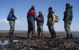 Onderzoekers brengen ontwikkelingen op deze mosselbank onder Ameland in kaart. De mosselbank is voor een groot gedeelte bezet met Japanse oesters.Piet Wim van Leeuwen, Wageningen IMARES
