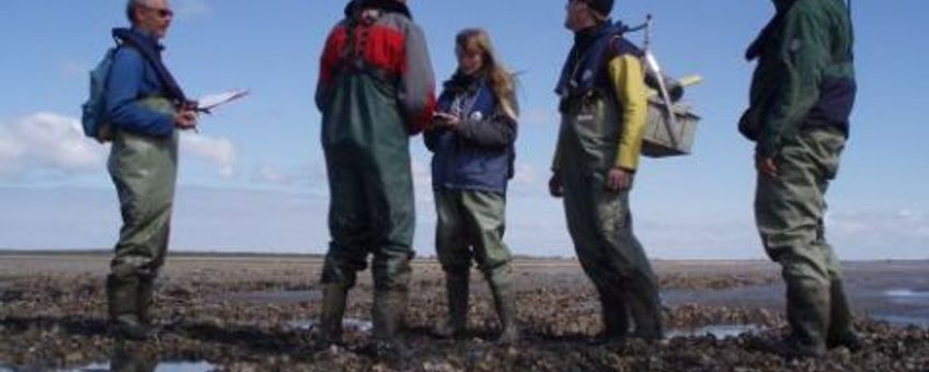 Onderzoekers brengen ontwikkelingen op deze mosselbank onder Ameland in kaart. De mosselbank is voor een groot gedeelte bezet met Japanse oesters.Piet Wim van Leeuwen, Wageningen IMARES