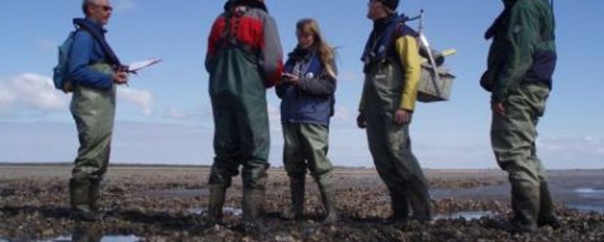 Onderzoekers brengen ontwikkelingen op deze mosselbank onder Ameland in kaart. De mosselbank is voor een groot gedeelte bezet met Japanse oesters.Piet Wim van Leeuwen, Wageningen IMARES
