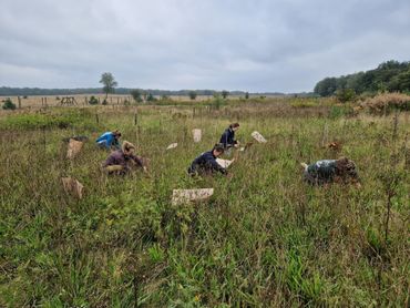 Al bijna dertig jaar oogsten NIOO-onderzoekers in september de planten op het Veluwse CLUE-veld bij De Mossel op een oppervlak iets groter dan een voetbalveld. Samen met de bodemmonsters heeft dit veel kennis opgeleverd. Ook over het leven in de natuur rondom het proefveld. Zo hebben zich Rode-lijstplanten als knolsteenbreek en borstelkrans gevestigd en kwamen er zeldzame heidevlinders, loopkevers en sluipwespen langs. Die laatste waren zelfs al vele decennia nergens anders waargenomen