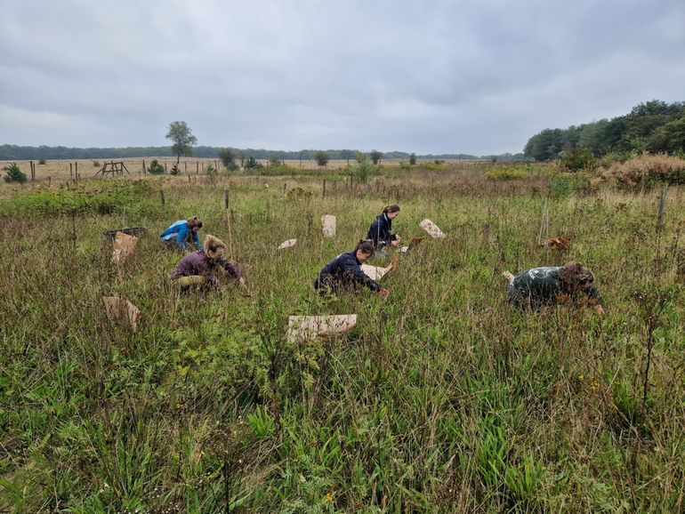 For almost 30 years, NIOO researchers have been harvesting plants on the Veluwe CLUE field near De Mossel in September on an area slightly larger than a football pitch. Together with soil samples, this has yielded a lot of knowledge. Also, about natural life around the experimental field. Red-listed plants such as meadow saxifrage and wild basil established themselves, for instance, and rare moorland butterflies, ground beetles and parasitic wasps came along. The latter had not been observed anywhere else