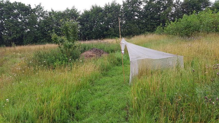 Malaiseval in voedselbos Haarzuilens