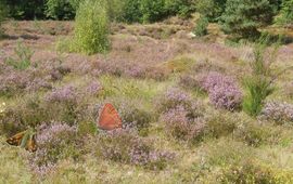 Huilende heide - primair