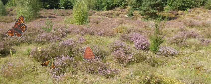 Huilende heide - primair