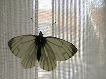 Het te vroeg uit de pop gekomen klein geaderd witje