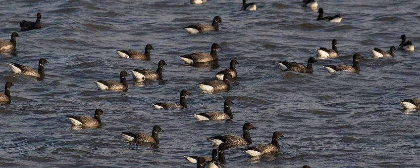 Branta bernicla. Rotgans