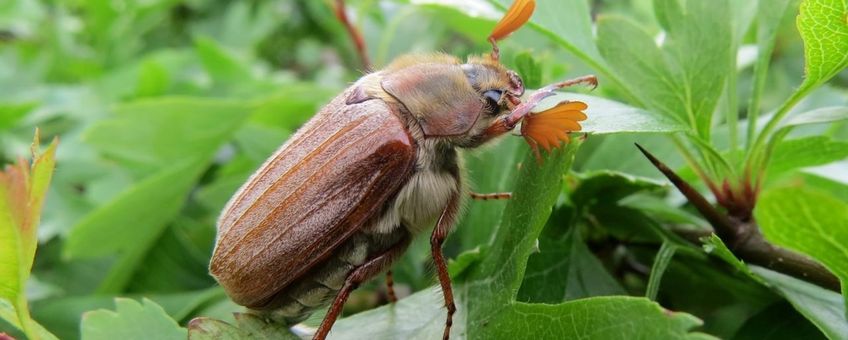 Meikever mannetje