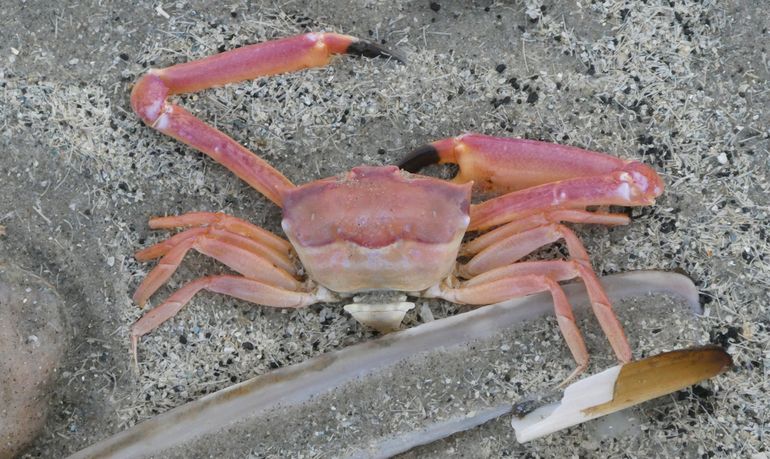 Intact dier, in de eerste week van het nieuwe jaar aangespoeld op Terschelling