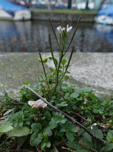 Kleine veldkers