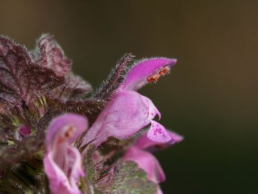 Leuk om te weten: sommige bloemen blijven dicht maar vormen toch zaad