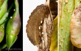 Eitjes op de knoppen van lathyrus, volgroeide rups en pop tijgerblauwtje