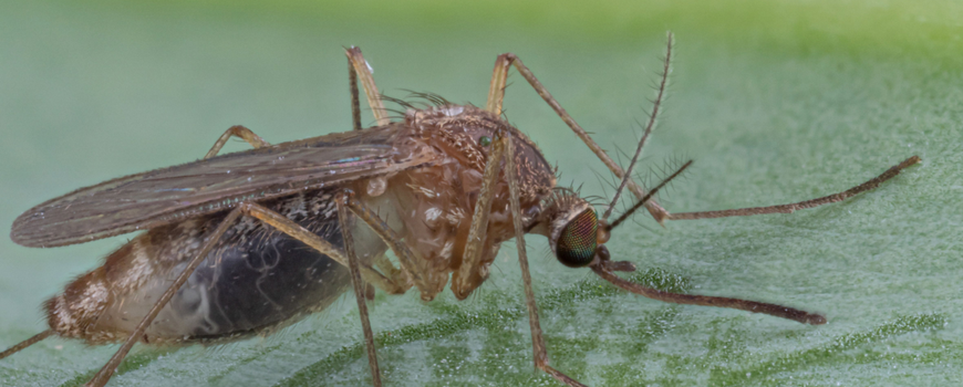 Nature Today Eerste Besmetting Met Westnijlvirus In Nederland Geef Ook Mate Van Muggenoverlast Door