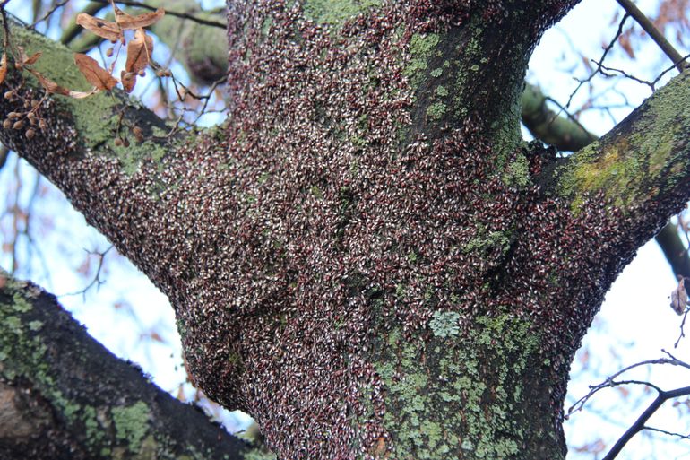 Massale aantasting door malvawantsen op kleinbladige linde in Praag, Tsjechië