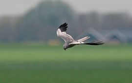 André Eijkenaar - EENMALIG GEBRUIK Werkgroep Grauwe Kiekendief
