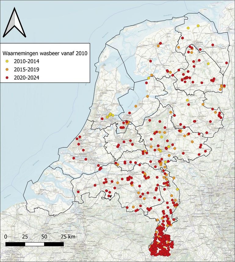 Bevestigde waarnemingen van wasberen in Nederland uit de periode 2010-2024. De overgrote meerderheid van waarnemingen is afkomstig uit de provincie Limburg