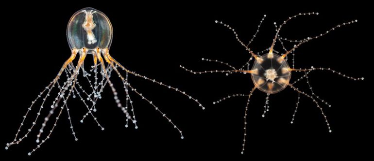 De Raketmeduse. Nieuw, prachtig, maar ook prikkend. Links: zijaanzicht, rechts bovenaanzicht.  Gevonden in aquarium, mogelijke oorsprong Hyères, Frankrijk