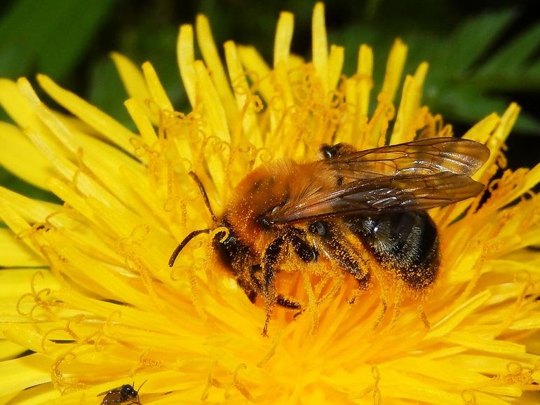 Voor bestuivers, zoals deze viltvlekzandbij, blijkt beheer volgens Kleurkeur positief te zijn
