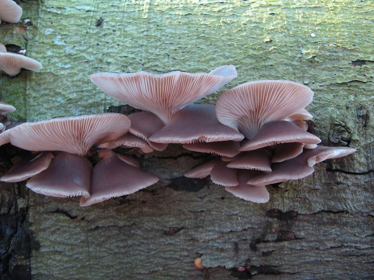 Gewone oesterzwammen waren deze winter genoeg te zien