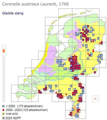 Kaartje met de verspreiding van de gladde slang in Nederland