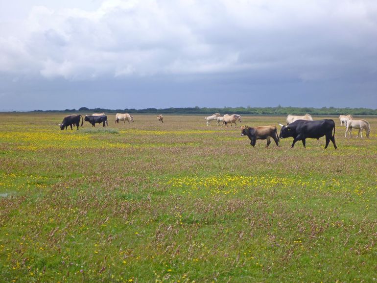 Heckrunderen en fjord paarden op de Slikken van Flakkee brengen kruiden terug tussen het gras