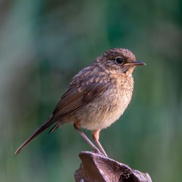 Juveniele roodborsten zijn bruin