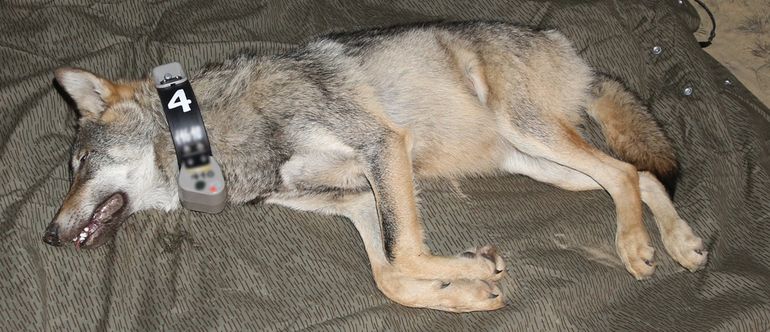 Wolf Naya was een van de zes wolven die met DNA-analyse is herkend