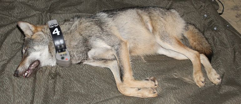 Wolf Naya was een van de zes wolven die met DNA-analyse is herkend