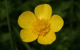 KU Leuven VOOR EENMALIG GEBRUIK Kruipende boterbloem