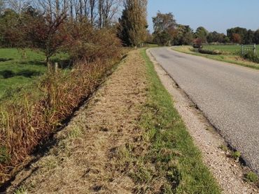 Geklepelde berm. Klepelen (vegetatie verhakselen en laten liggen) is funest voor biodiversiteit en leidt tot soortenarme ruige bermen