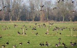 Gerard Muskens Kolganzen in de Ooypolder. Fotograaf: gerard Muskens van Alterra