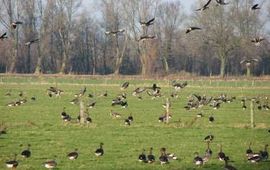 Kolganzen in de Ooypolder. Fotograaf: gerard Muskens van Alterra