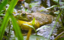 American_Bullfrog_(Lithobates_catesbeianus)