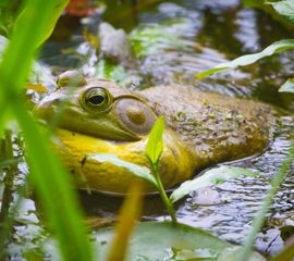 American_Bullfrog_(Lithobates_catesbeianus)