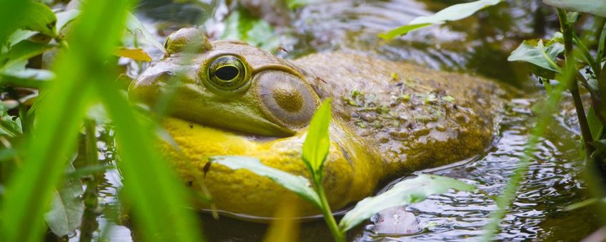American_Bullfrog_(Lithobates_catesbeianus)