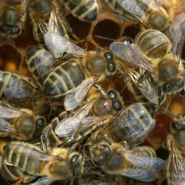 Honingbijen met varroamijt op rug