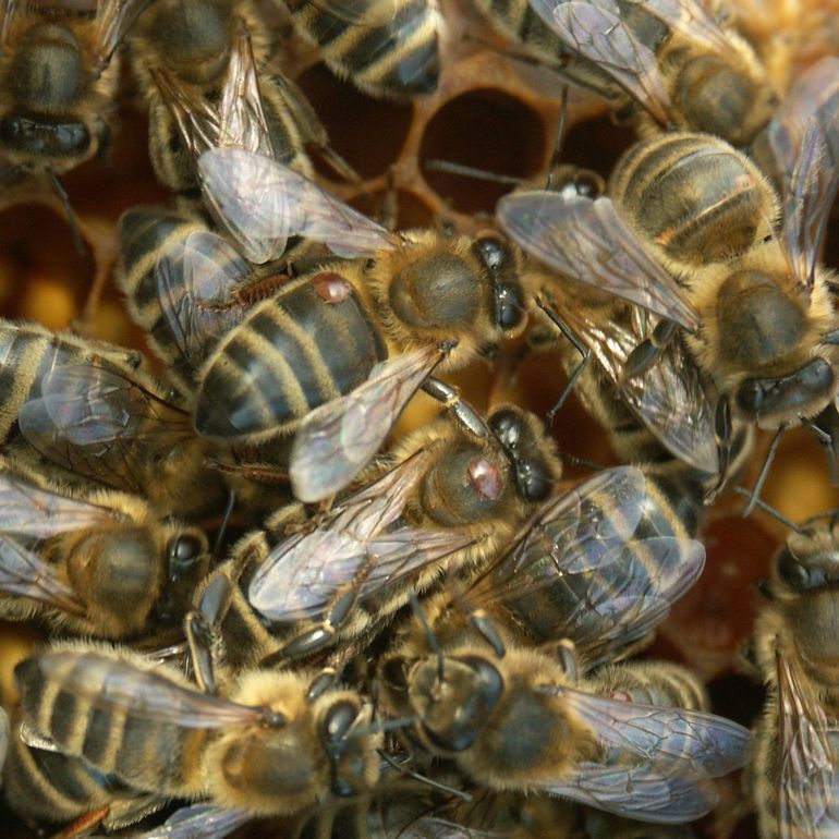 Honeybees with parasitic mites