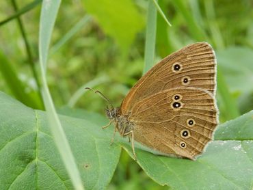 Koevinkje is een vlinder die in grote aantallen aanwezig is in het Kuinderbos