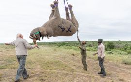 PeterChadwick_AfricanConservationPhotographer zwart neushoorn