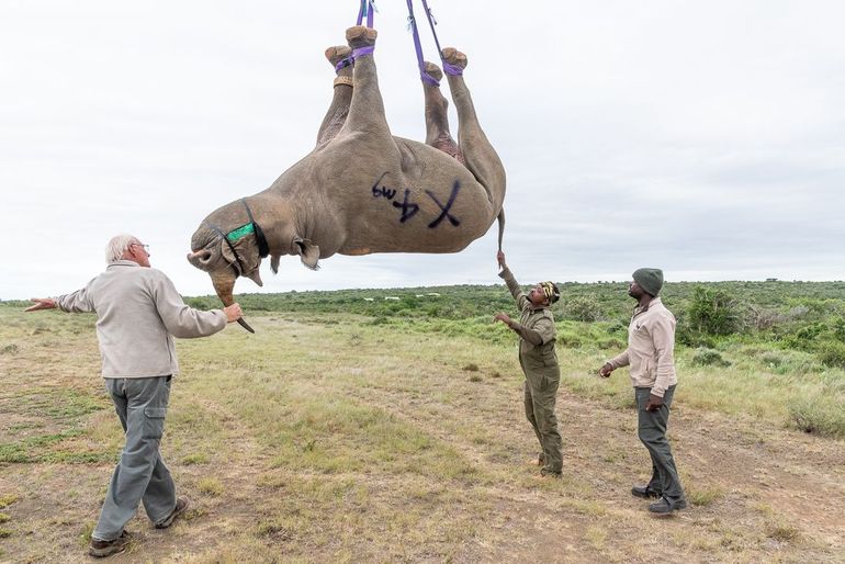 Voorzichtig wordt een verdoofde neushoorn met een helikopter naar een ander gebied gebracht