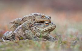 Gewone padden op trek