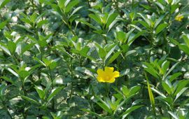 Wout van der Slikke Waterteunisbloem