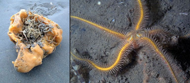 Links: soms spoelt op het strand een stuk (brood-)spons aan, met daarin een groot aantal Brokkelsterren, zoals hier op Ameland. Rechts: dit exemplaar lijkt wel van goud 