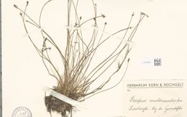 Naturalis Biodiversity Center herbariumvel