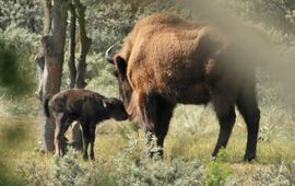 Leo Linnartz, ARK Wisent en haar kalf VOOR EENMALIG GEBRUIK