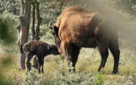 Wisent en haar kalf VOOR EENMALIG GEBRUIK