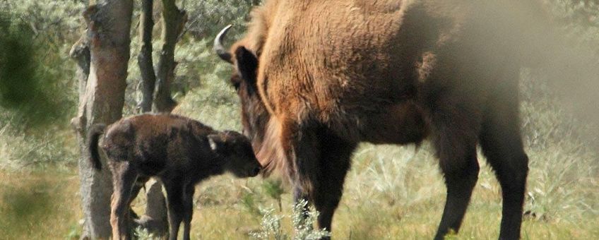 Wisent en haar kalf VOOR EENMALIG GEBRUIK