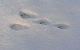 Annemarie van Diepenbeek konijn sporen in sneeuw