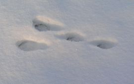 konijn sporen in sneeuw