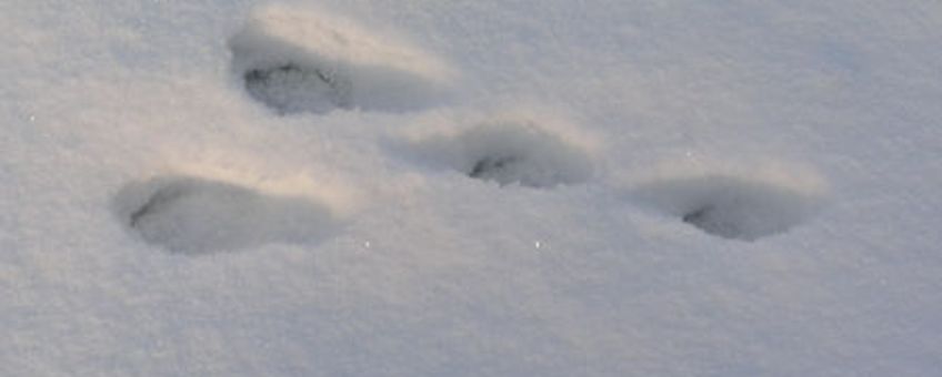 konijn sporen in sneeuw